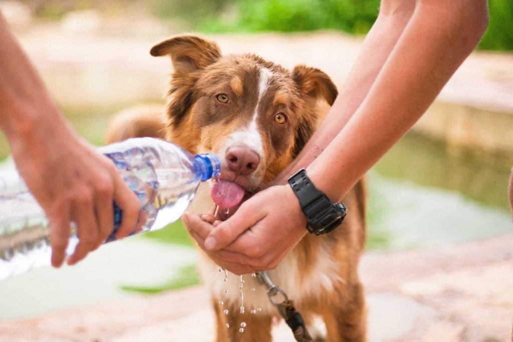 dehydration in dogs