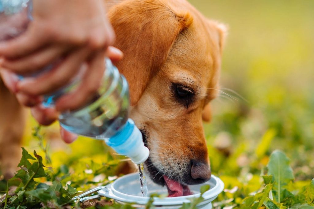 heatstroke in pets