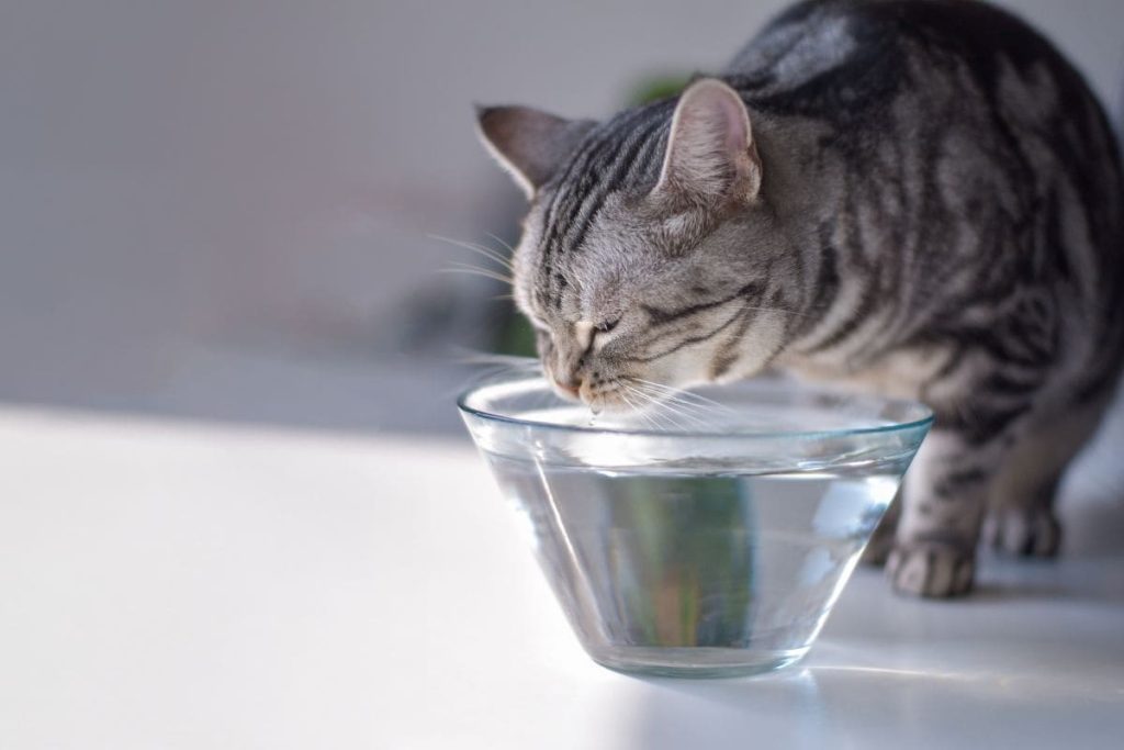 how to cool a cat down