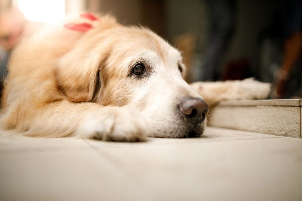 perro senior