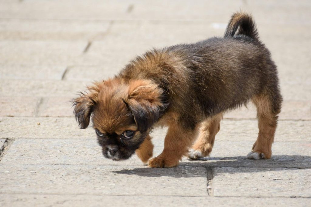 cuidados de un cachorro