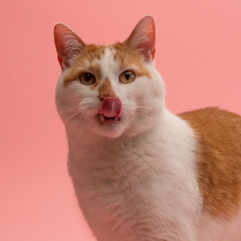 comida húmeda para gatos