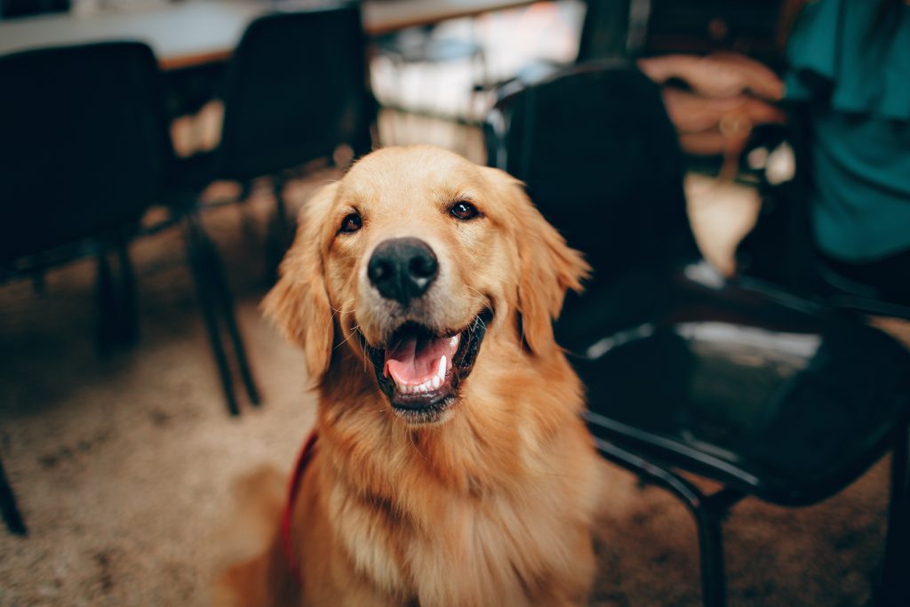 curiosidades de perros