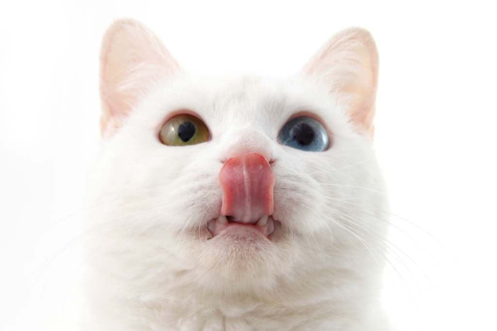 wet and dry cat food