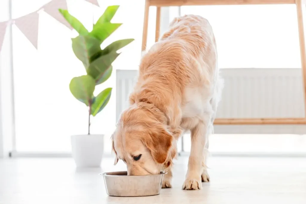 how to choose the right pet food