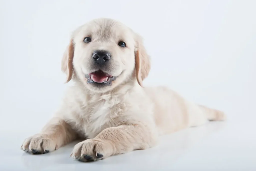 cuando cambian los dientes los perros
