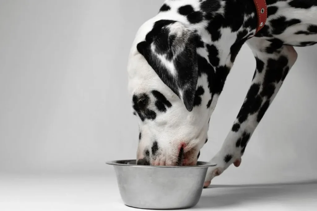 alimento para perros con alergias