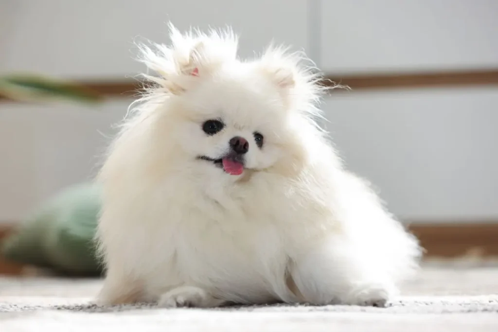 pedigree perros