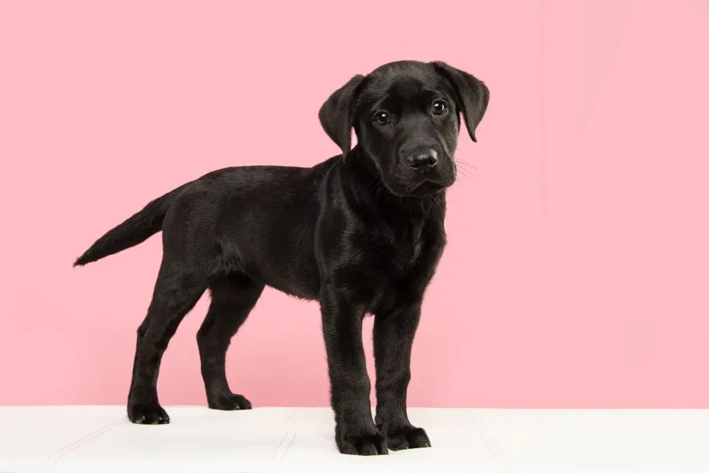 pedigree perros