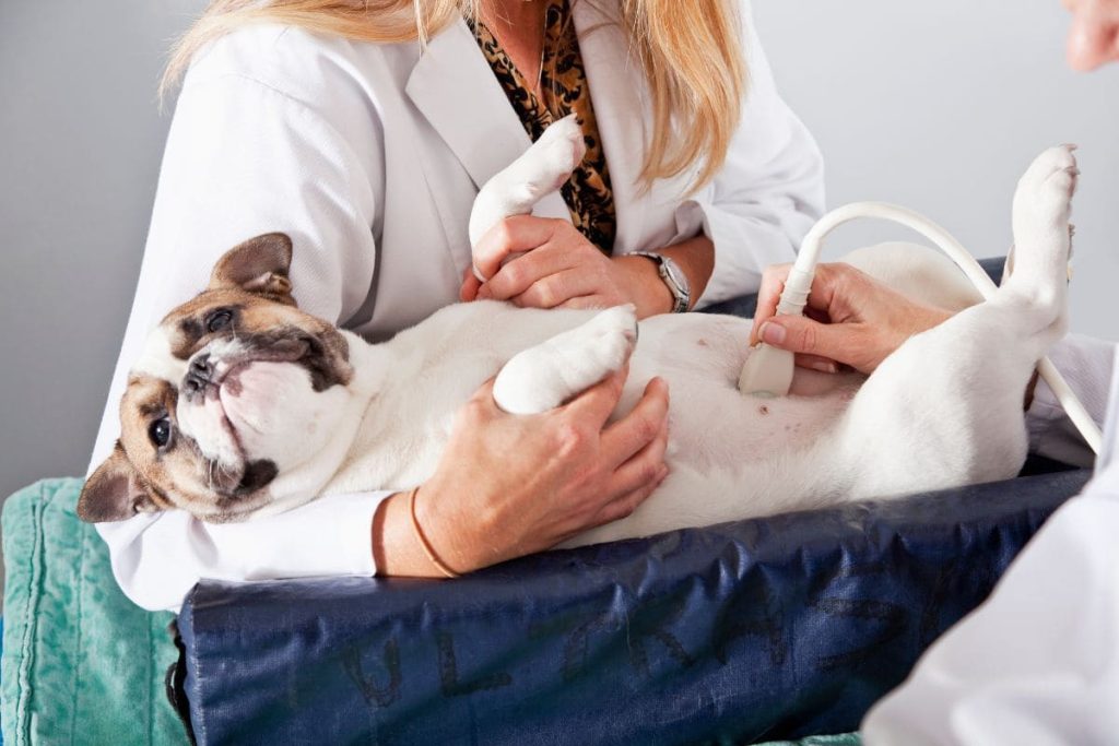 dog pregnancy