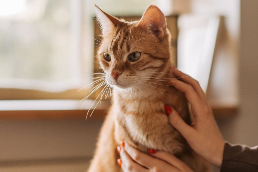 How can I tell if my cat is pregnant?