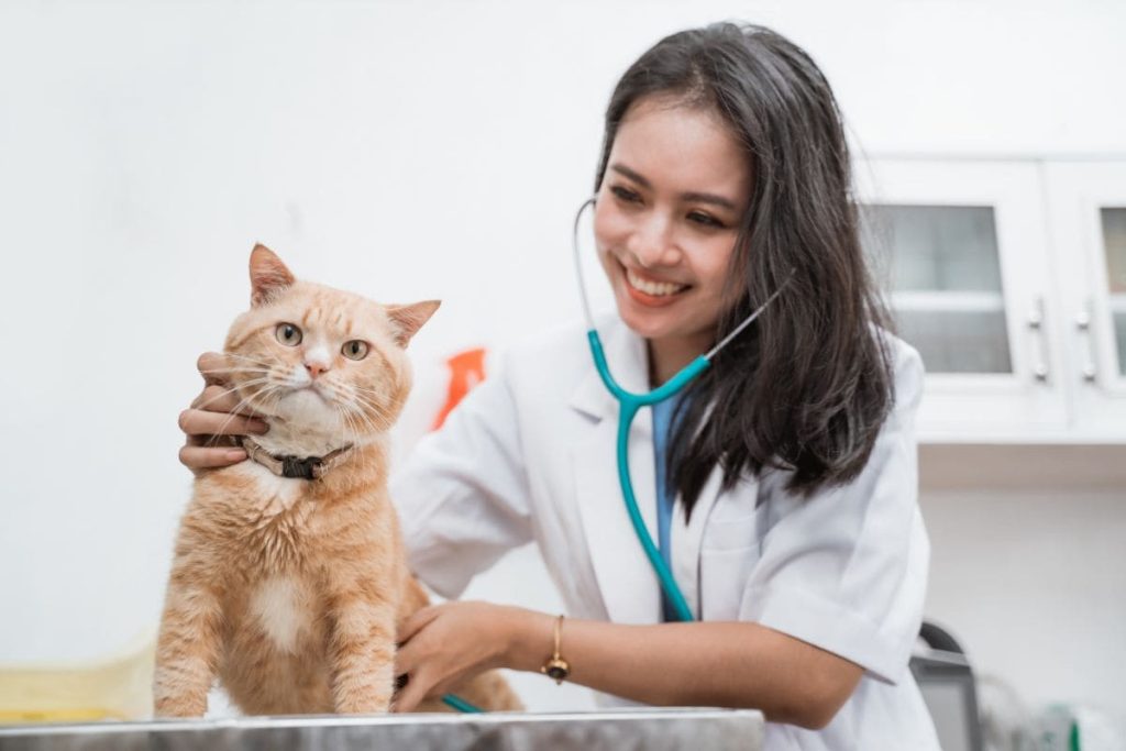 spaying a cat