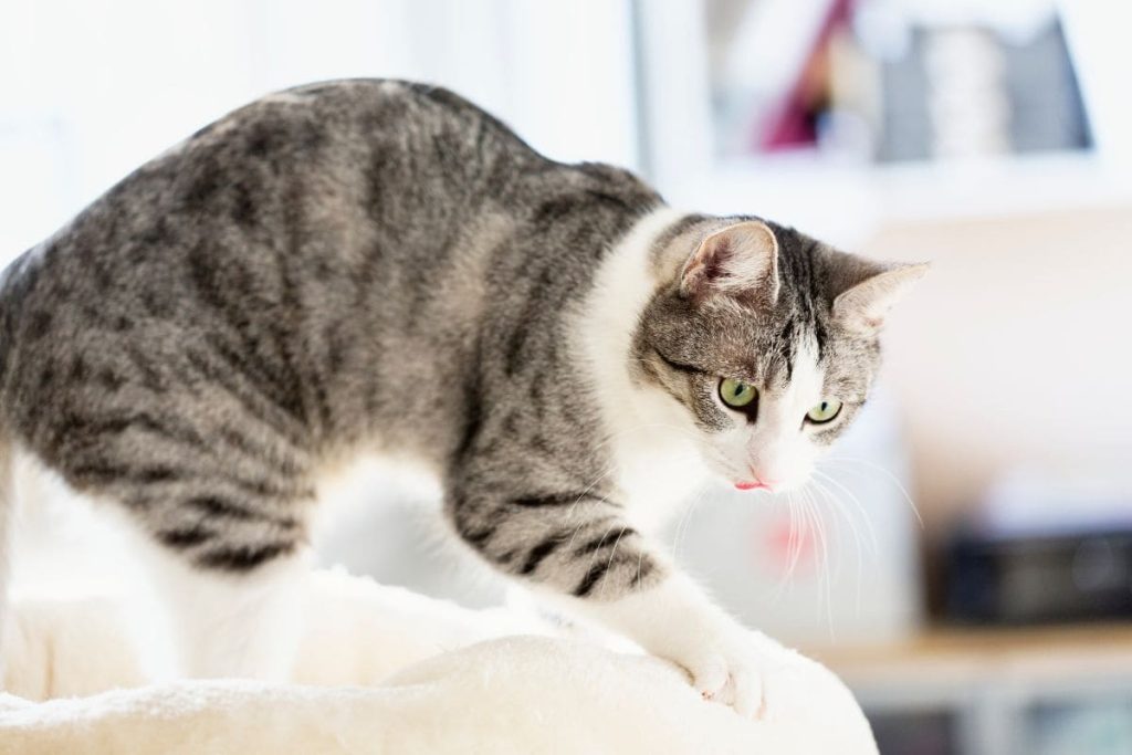 por qué los gatos amasan