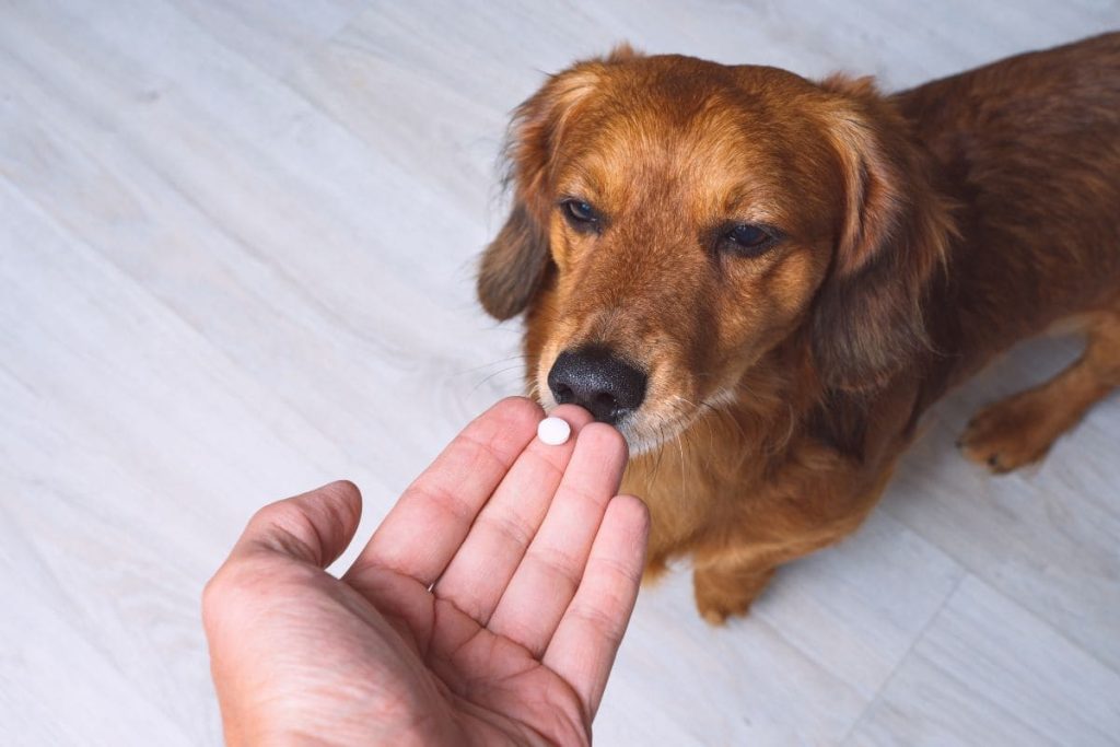 Flea and tick treatment for dogs