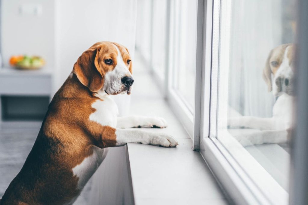 Flea and tick treatment for dogs