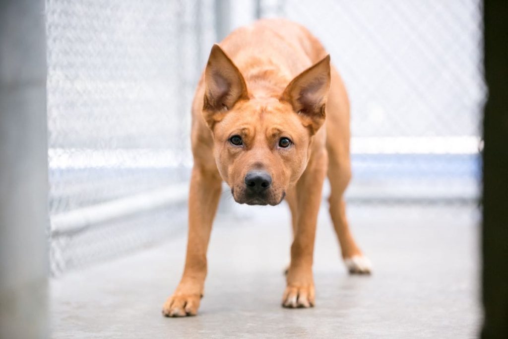 anxiety in dogs