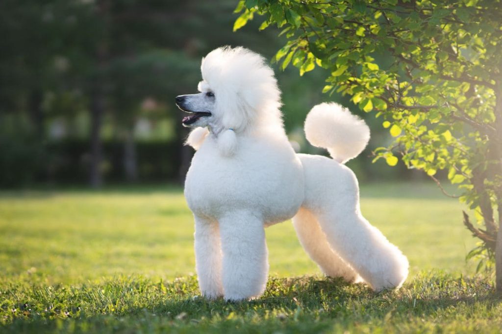 caniche
