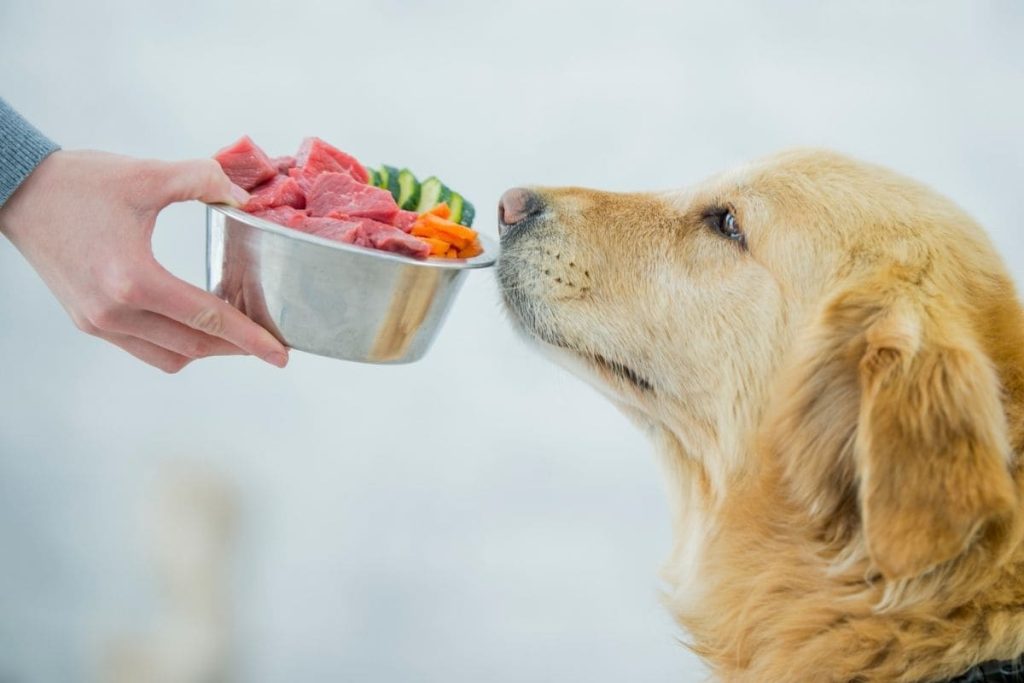 comida casera para perros