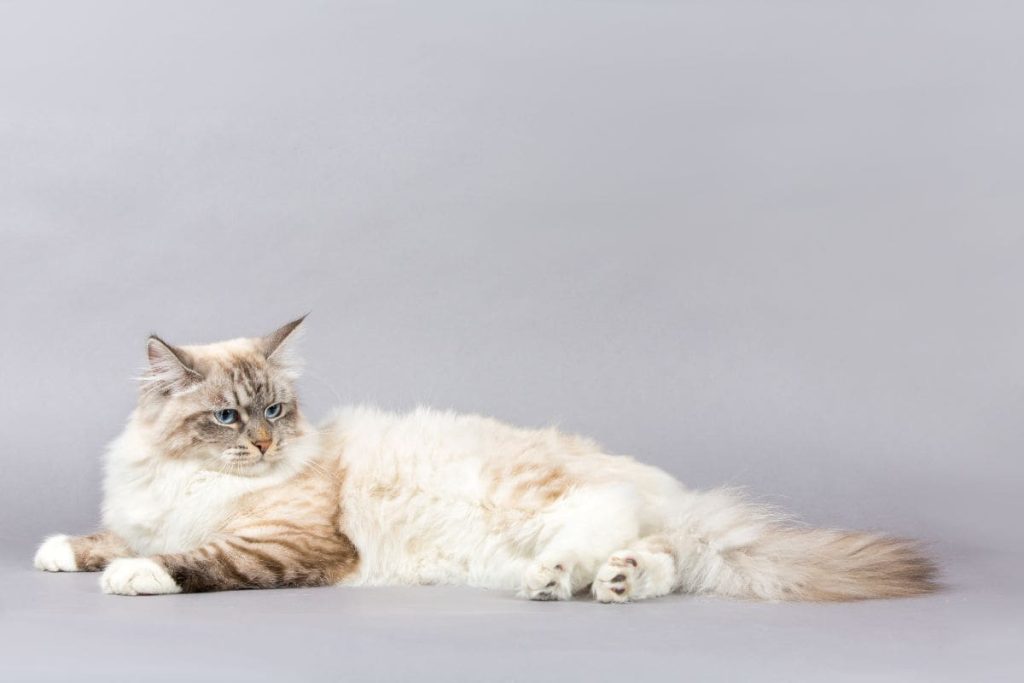 razas de gatos de pelo largo